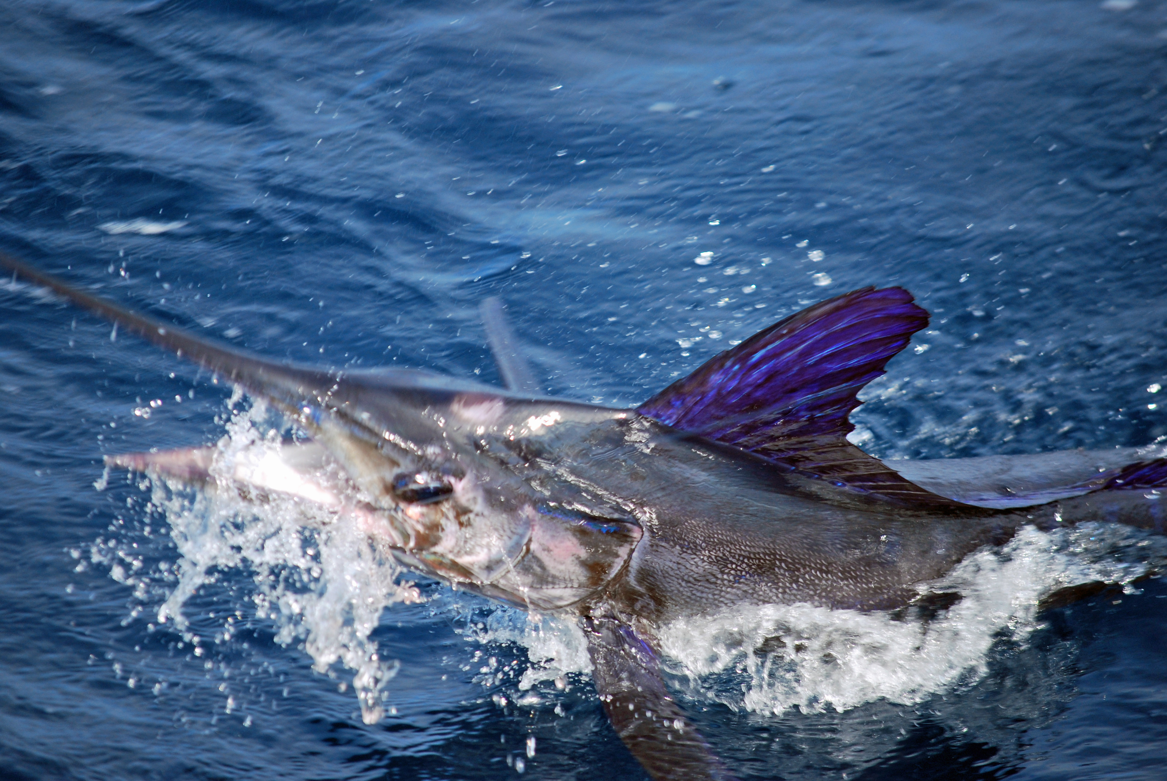 Our New Billfish: A Rediscovery