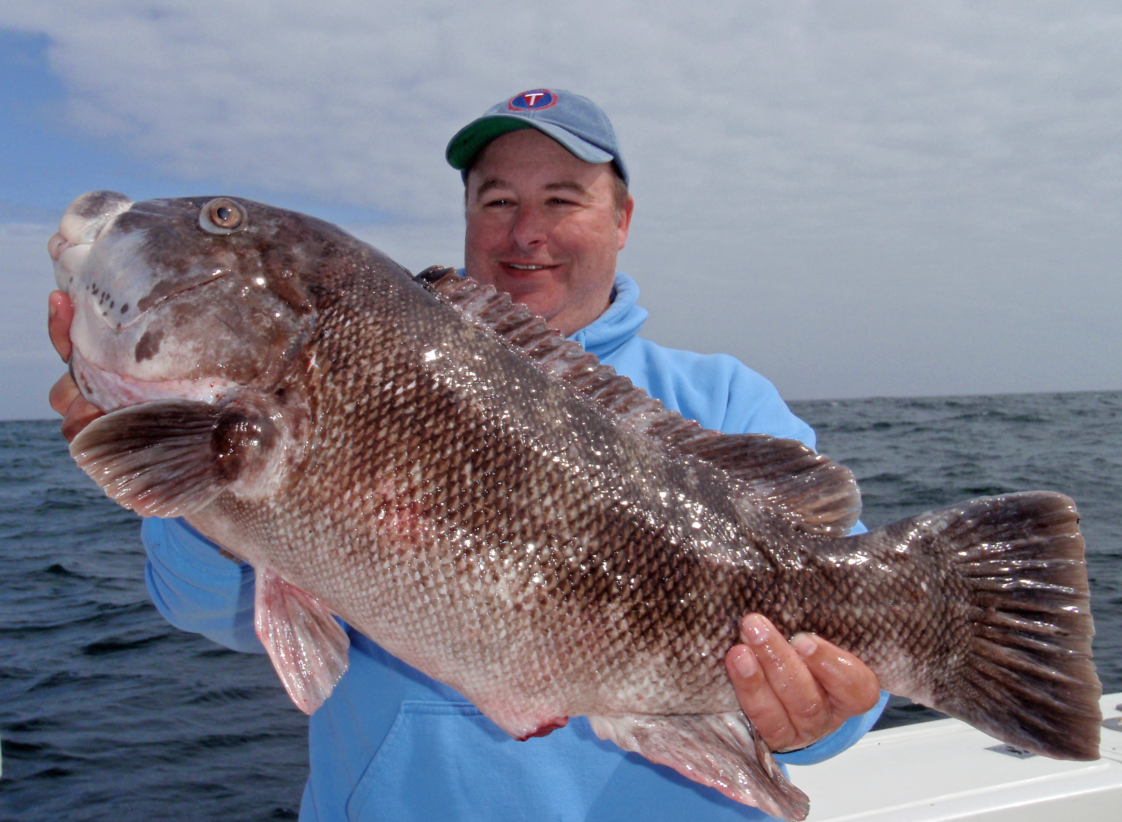 Tautog  Healthy Grin Sport Fishing