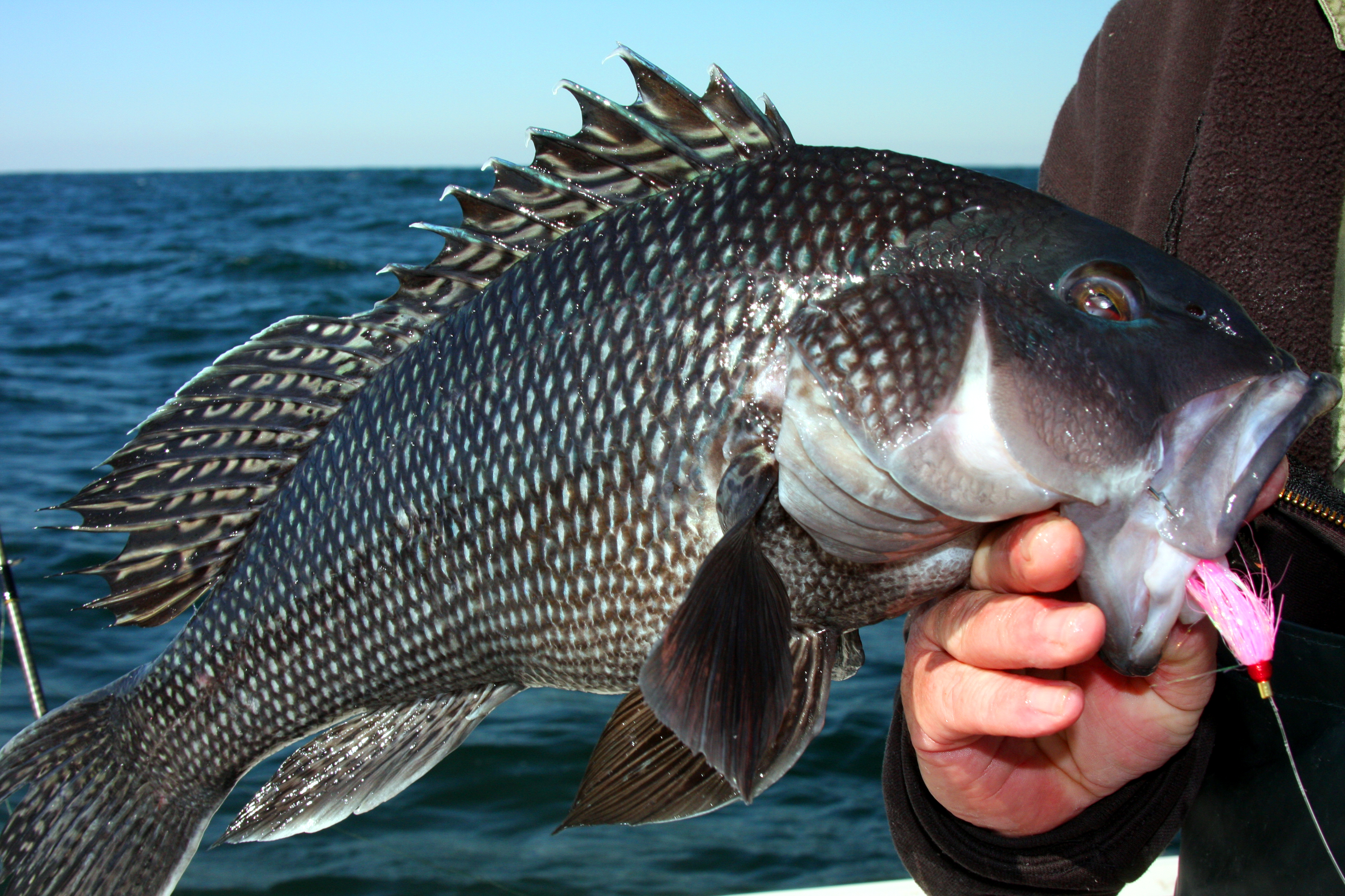 Synthetic bait proved to be a winner fishing for black sea bass