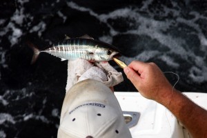 babybluefin