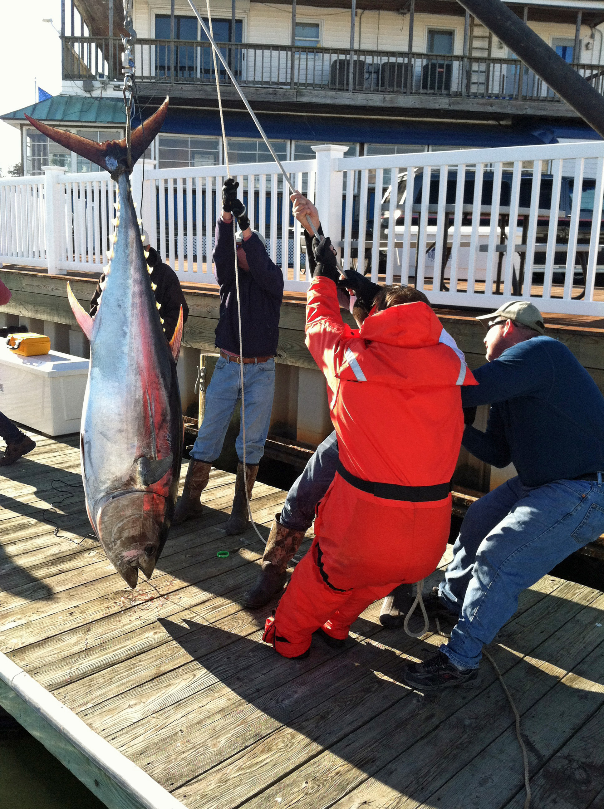 January Bluefin Tuna  Healthy Grin Sport Fishing