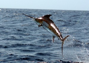 VenezuelaBlueMarlin