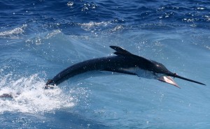 VenezuelaWhiteMarlin